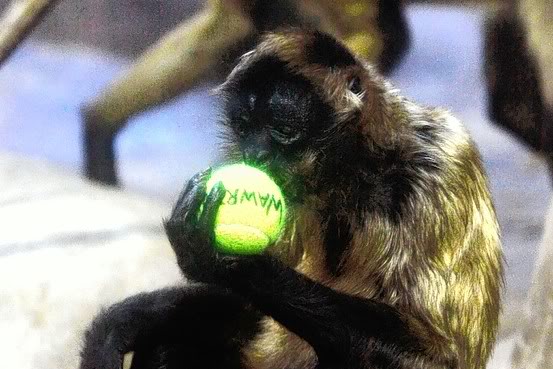 ball-monkey.jpg