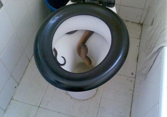 toilet-snake1.jpg