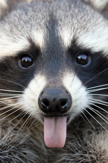 raccoon.jpg