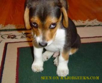 embarrassed-dog.jpg