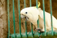 parrotjail.jpg