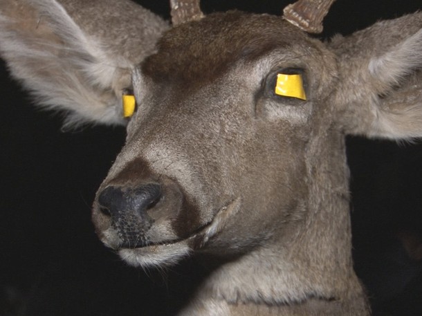 robodeer.jpg