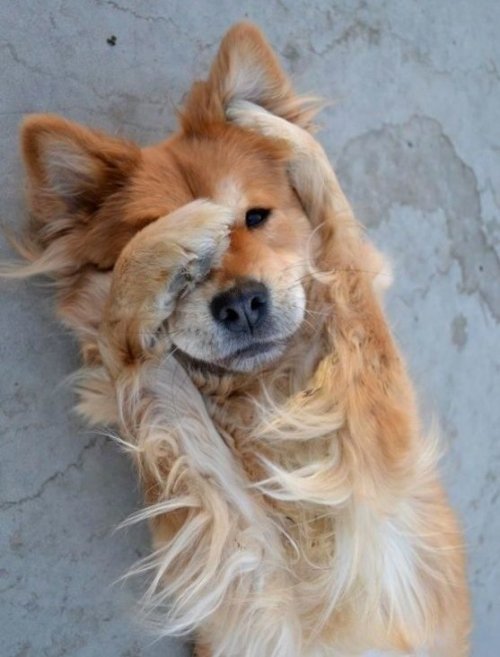 embarrassed-dog-e1332938851250.jpg