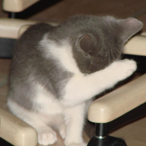 embarrassed-kitty1.jpg