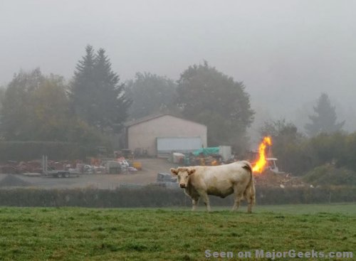 cowfart.jpg