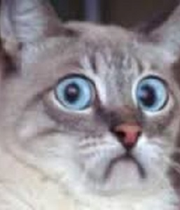 cat.jpg