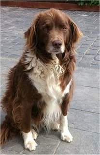 collie.jpg