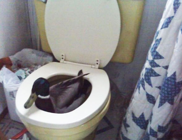 toilet-duck.jpg