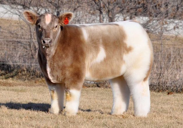 fluffycow.jpg