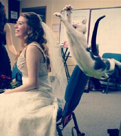 cat.jpg