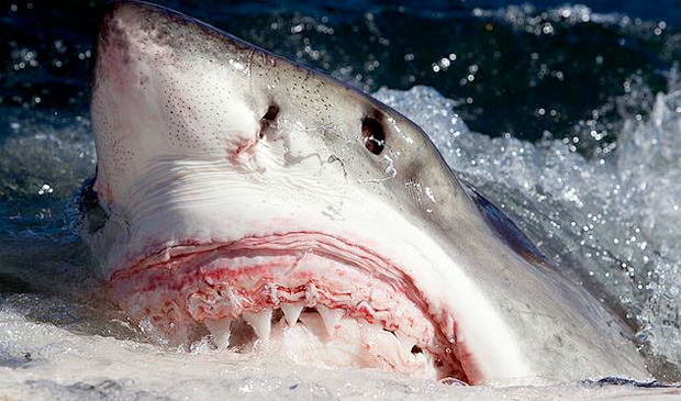 shark.jpg