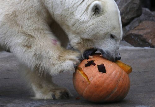 polarbear.jpg