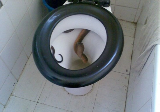 toilet-snake1.jpg