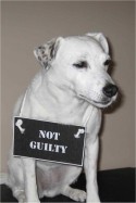 notguilty.jpg