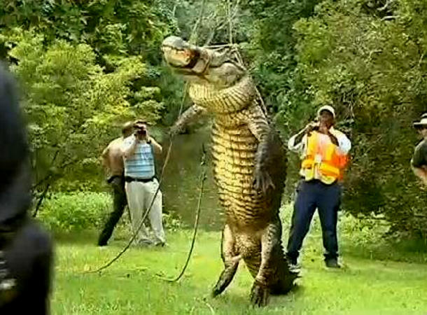 alligator_610x450.jpg