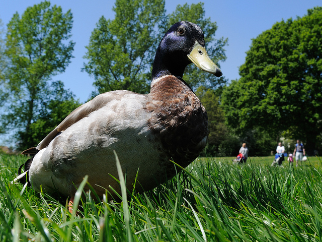 duck.jpg