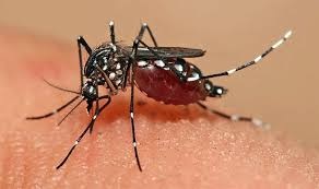 mosquitos.jpg