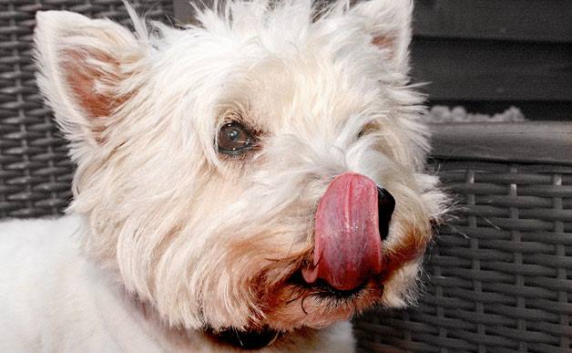 arkansasdog_eats.jpg