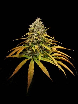 marijuana.jpg
