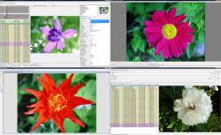Official Download Mirror for WildBit Viewer