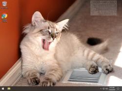Official Download Mirror for Cats Anytime