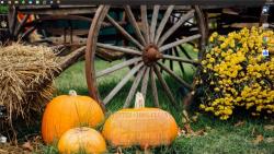 Official Download Mirror for Pumpkin Season 