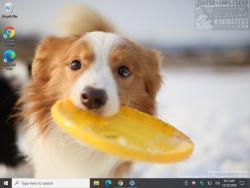 Official Download Mirror for Dogs in Winter Theme