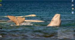Official Download Mirror for Polar Animals Theme