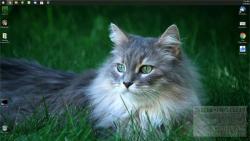 Official Download Mirror for Cats Everywhere Theme