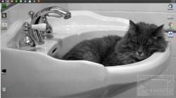 Official Download Mirror for Cats Everywhere Theme