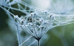 Official Download Mirror for Wintry Webs Theme