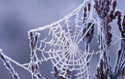 Official Download Mirror for Wintry Webs Theme