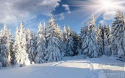 Official Download Mirror for Winter Forest Theme