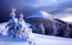 Official Download Mirror for Winter Forest Theme