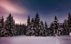 Official Download Mirror for Winter Forest Theme
