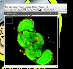 Official Download Mirror for ImageJ