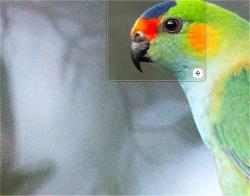 Official Download Mirror for Topaz Photo