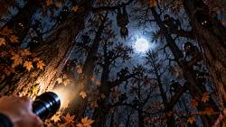 Official Download Mirror for MajorGeeks Halloween Wallpapers 2026