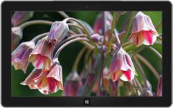 Official Download Mirror for Spring Blooms Theme