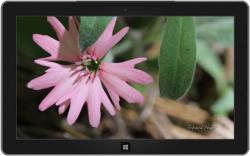 Official Download Mirror for Spring Blooms Theme