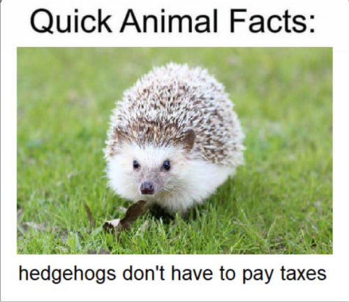 Random Photo: Amazing Animal Fact - MajorGeeks Random Photo: Amazing Animal Fact - MajorGeeks