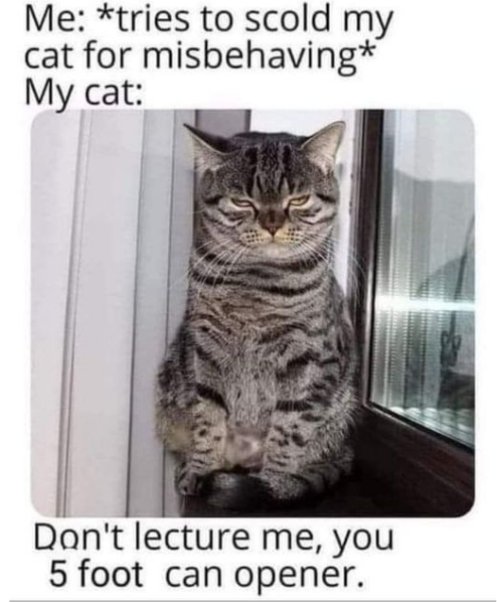 17906_caturday%20can%20opener%20majorgee