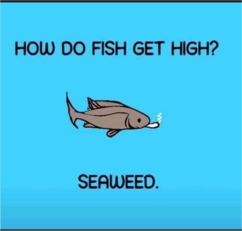 18703_seaweed%20majorgeeks.jpg