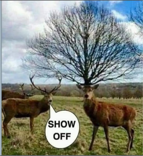 Random Picture Off Random Photo: Show Off - MajorGeeks