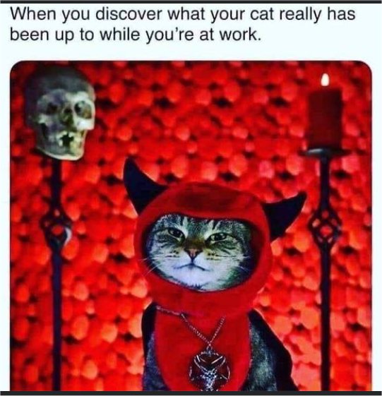 Random Photo: At Work on Caturday - MajorGeeks