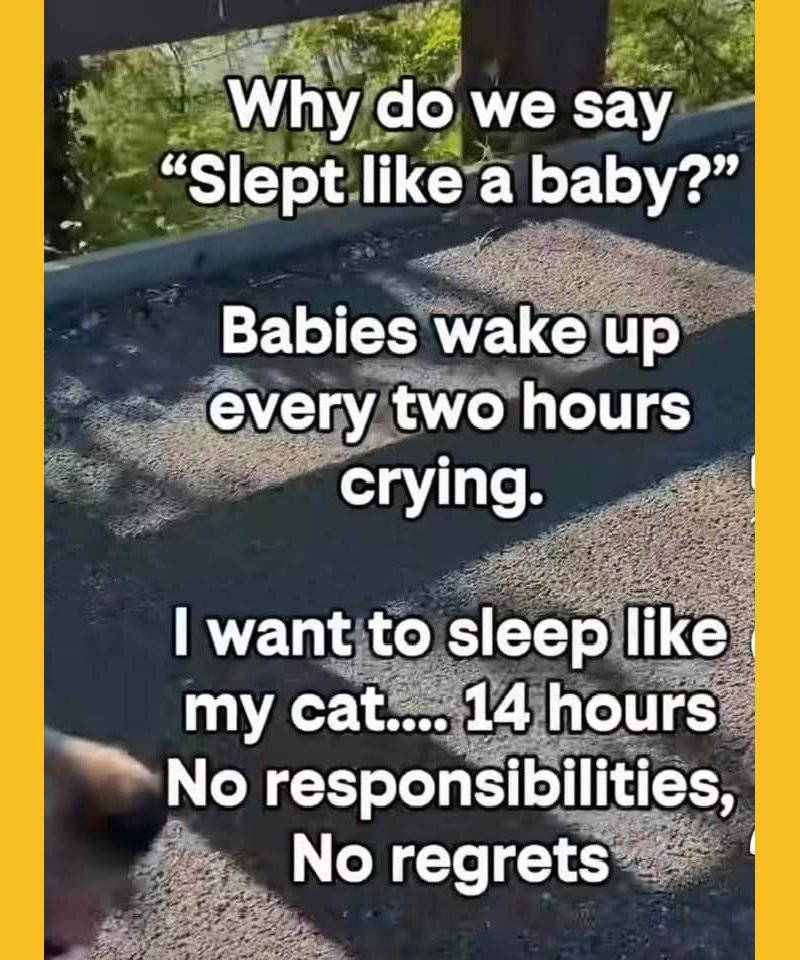 like-a-cat.jpg