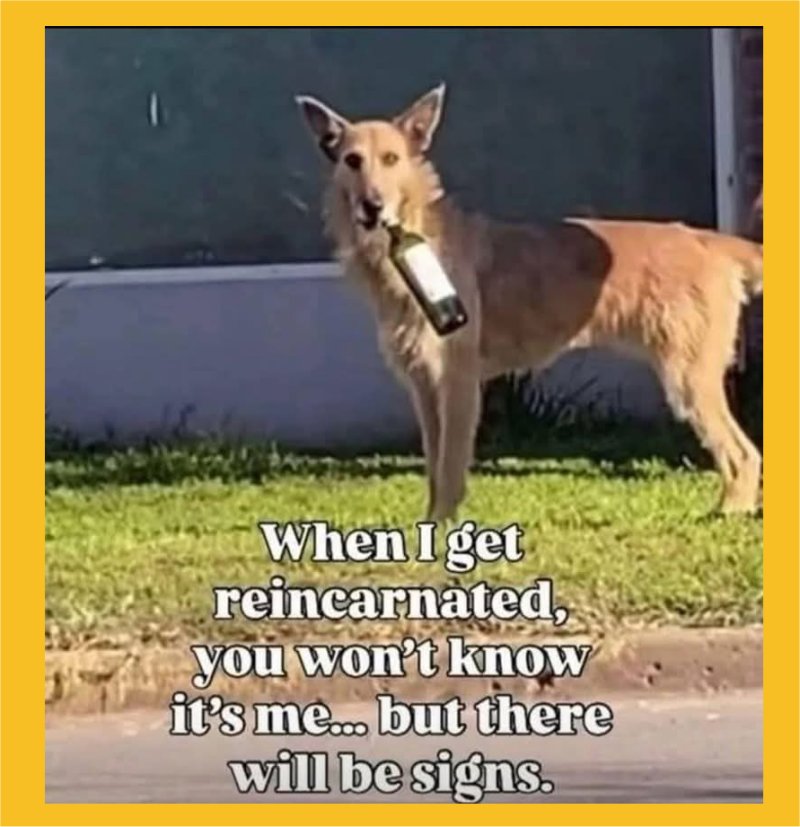 my-reincarnation.jpg