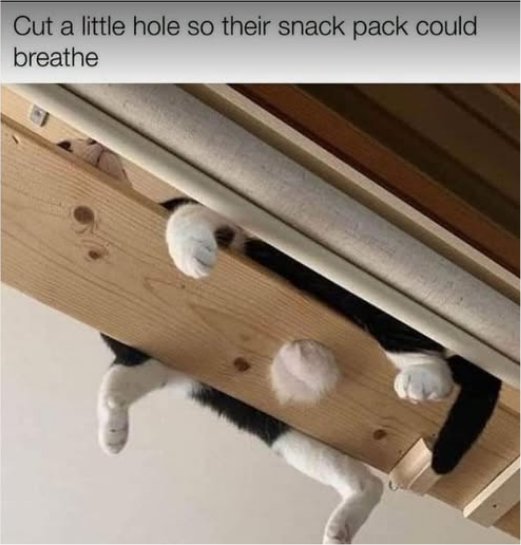 Random Pgoto Random Photo: Caturday Snack Pack - MajorGeeks