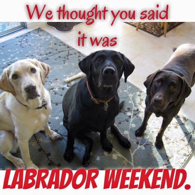 Random Photo Did You Say Labor Day - MajorGeeks